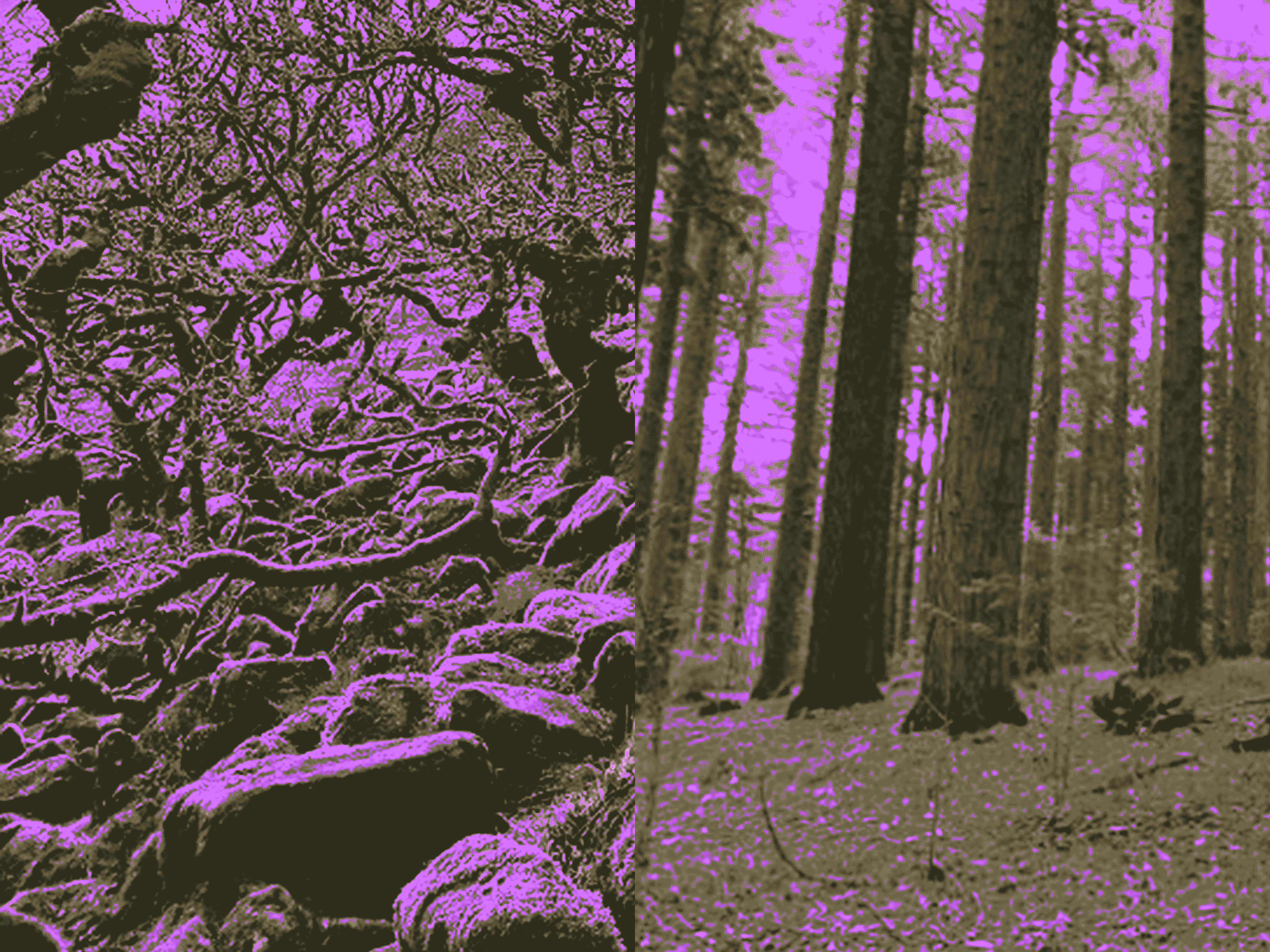 An ancient and a post-planation woodland